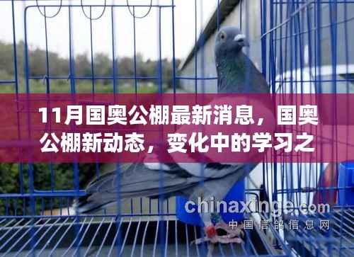 国奥公棚新动态,变化中的学习之旅,成就感的源泉,最新消息揭秘
