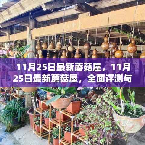 最新蘑菇屋全面评测与介绍,深度了解11月25日最新蘑菇屋
