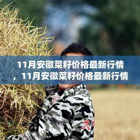 安徽菜籽价格最新行情解析,市场走势与影响因素全面探讨(11月版)