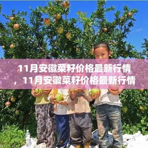 安徽菜籽价格最新行情解析,市场走势与影响因素全面探讨(11月版)