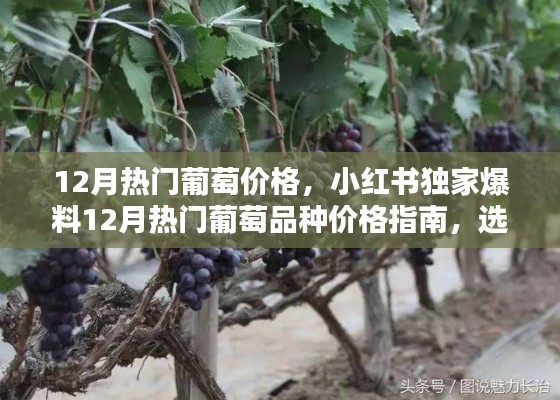 小红书独家揭秘,12月热门葡萄品种价格指南,选购无忧!