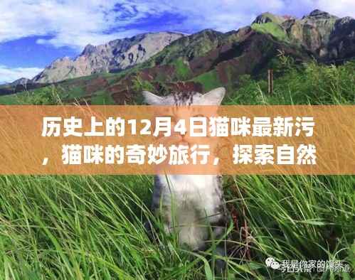 猫咪的奇妙探索之旅,历史、美景与内心的宁静