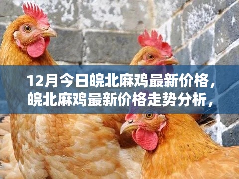 聚焦今日皖北麻鸡市场,最新价格及走势分析