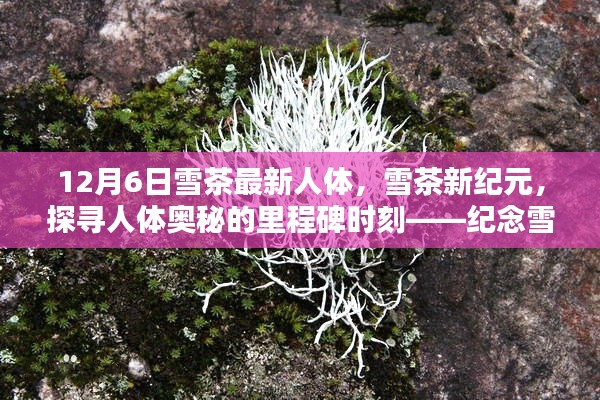 雪茶新纪元,纪念人体研究突破日,探寻人体奥秘的里程碑时刻