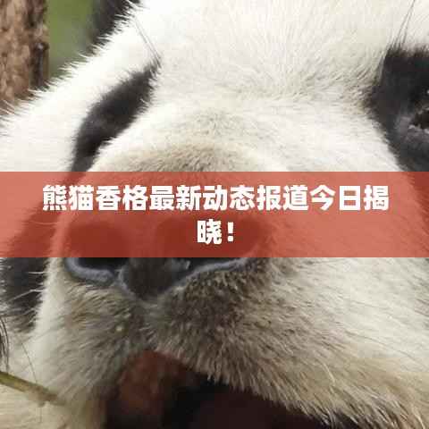 熊猫香格最新动态报道今日揭晓!