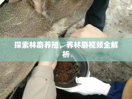探索林麝养殖,养林麝视频全解析