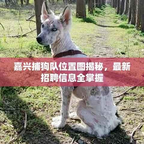 嘉兴捕狗队位置图揭秘,最新招聘信息全掌握