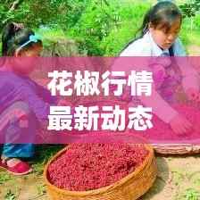 花椒行情最新动态,今日价格走势及市场分析查询