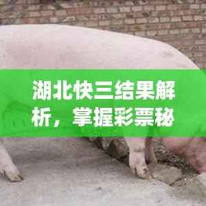 湖北快三结果解析，掌握彩票秘密，轻松赢大奖！