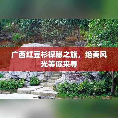 广西红豆杉探秘之旅，绝美风光等你来寻