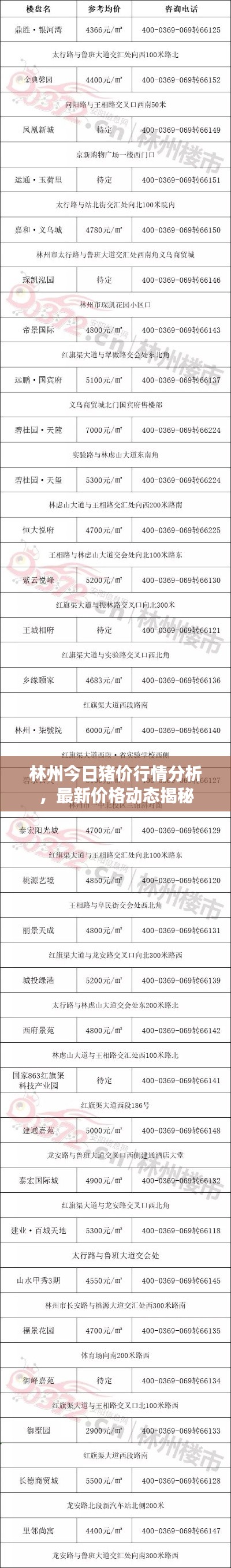 林州今日猪价行情分析，最新价格动态揭秘